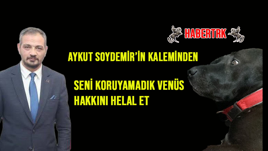 Sokaktaki Canların Hesabını Kim Verecek? Venüs’ün Vebali Kimin Üzerinde?